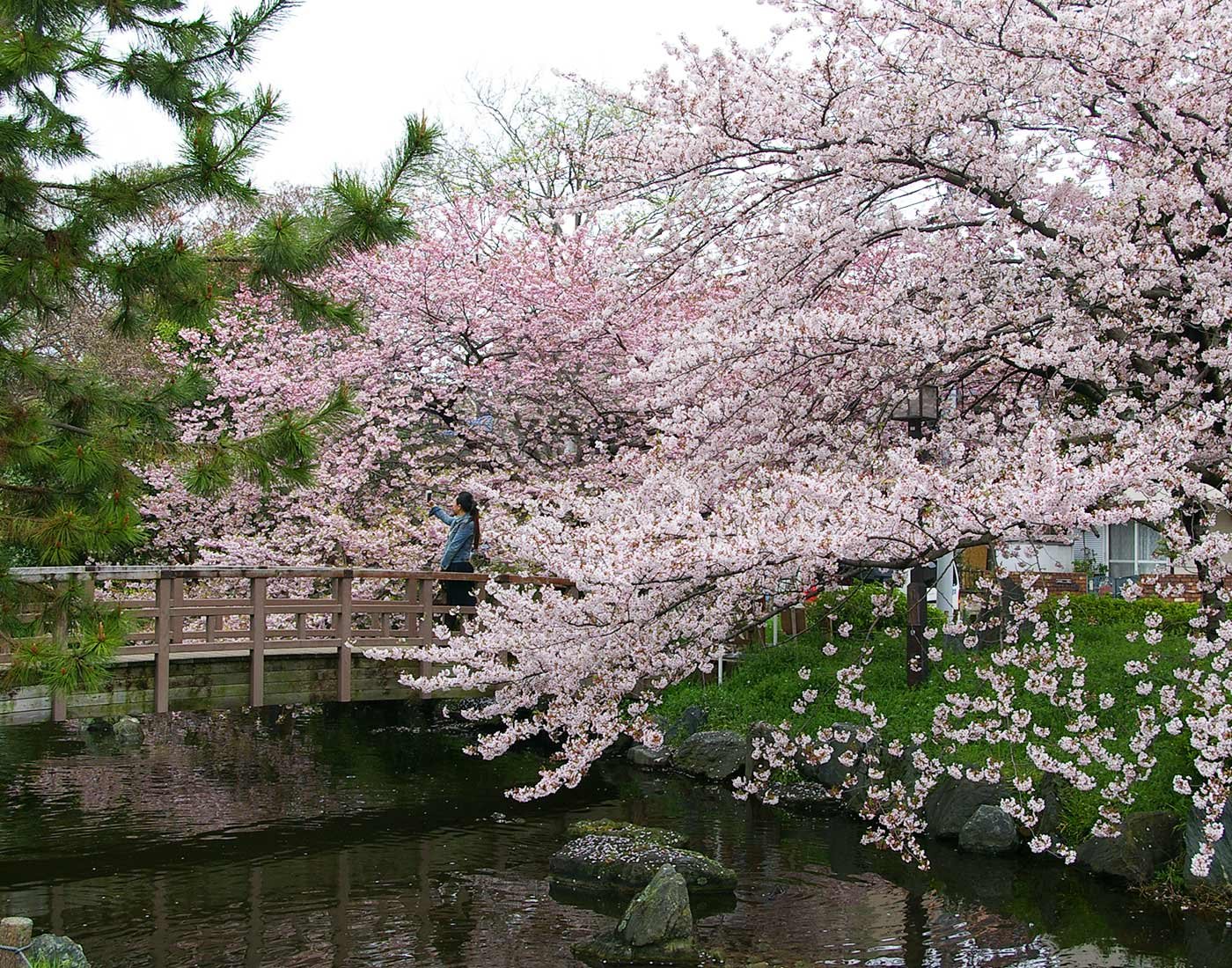 🌳 히가시아야세 공원(東綾瀬公園) 이미지 1